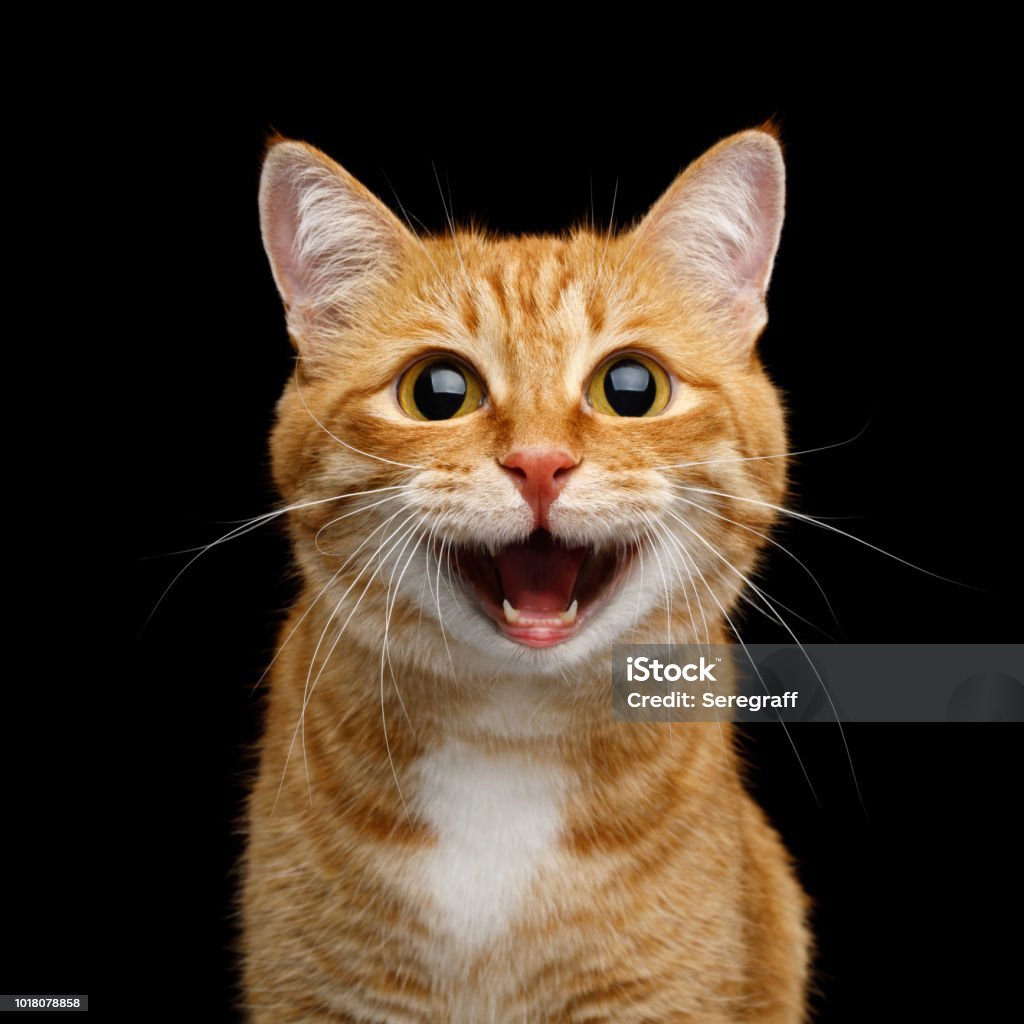 Gorgeous Ginger Cat on Isolated Black background Funny Portrait of Happy Smiling Ginger Cat Gazing with opened Mouth and big eyes on Isolated Black Background Domestic Cat Stock Photo