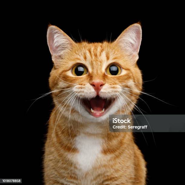 Foto de Lindo Ginger Cat Em Fundo Preto Isolado e mais fotos de stock de Gato doméstico - Gato doméstico, Felicidade, Sorrindo