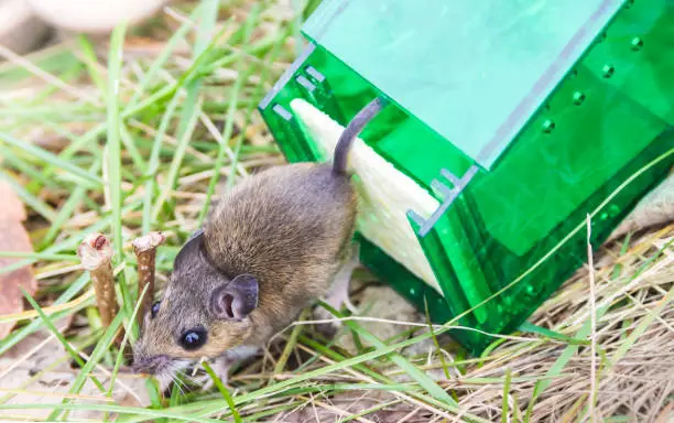 Mouse released from green plastic humane mouse trap