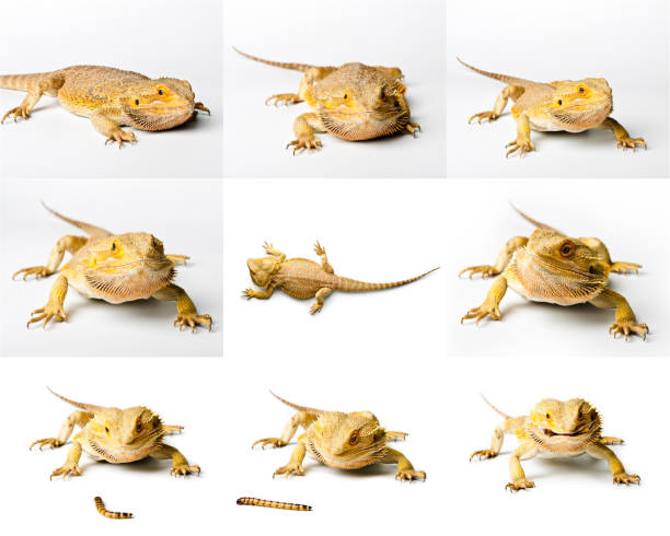 istock Agama. Bearded dragon is eating a worm, isolated on bright background. Pogona vitticeps. Set of Bearded dragon. 1018081968
