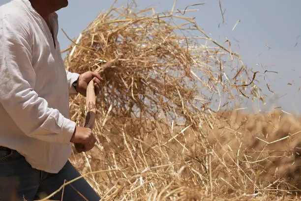 Photo of The farmer fanning wheat