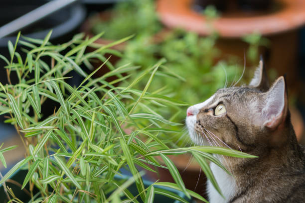 istock Beautiful cat outdoors 1018096390