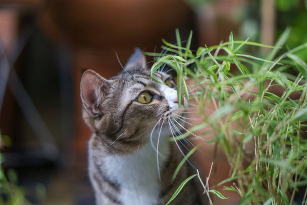 istock Beautiful cat outdoors. 1018096398