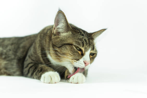 istock Cats are cleaning the body every day. 1018096500