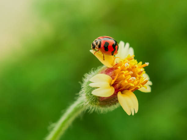 istock grass flowers and ladybug with filter effect retro vintage style 1018098630