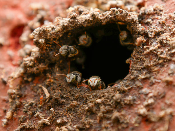 безжалая пчела, пчела jatai у входа в их улей - stingless стоковые фото и изображения