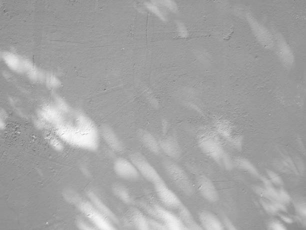 istock Black and White abstract background textuer of shadows leaf on a concrete wall 1018099346