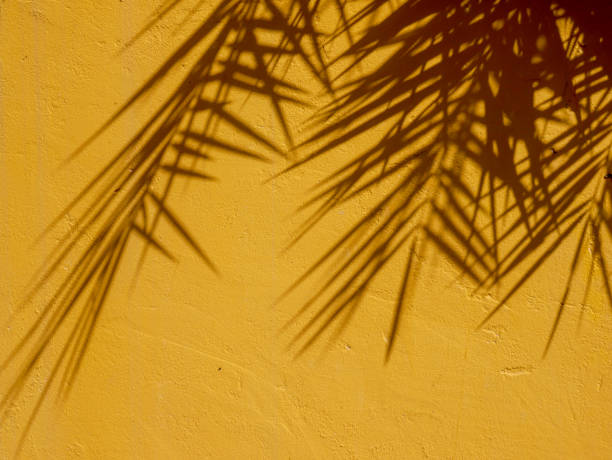 istock abstract background texture of shadows leaf on yellow concrete wall 1018099524