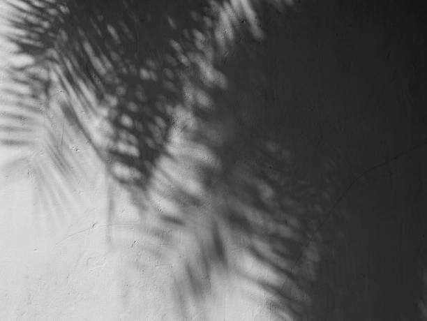 istock Black and White abstract background textuer of shadows leaf on a concrete wall 1018099578