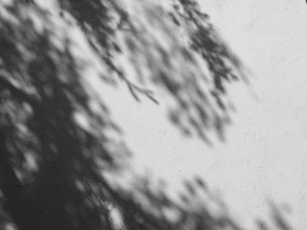 istock Black and White abstract background textuer of shadows leaf on a concrete wall 1018102008