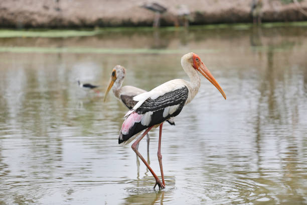 istock Painted stork birds feeding standing in pond. 1018103426
