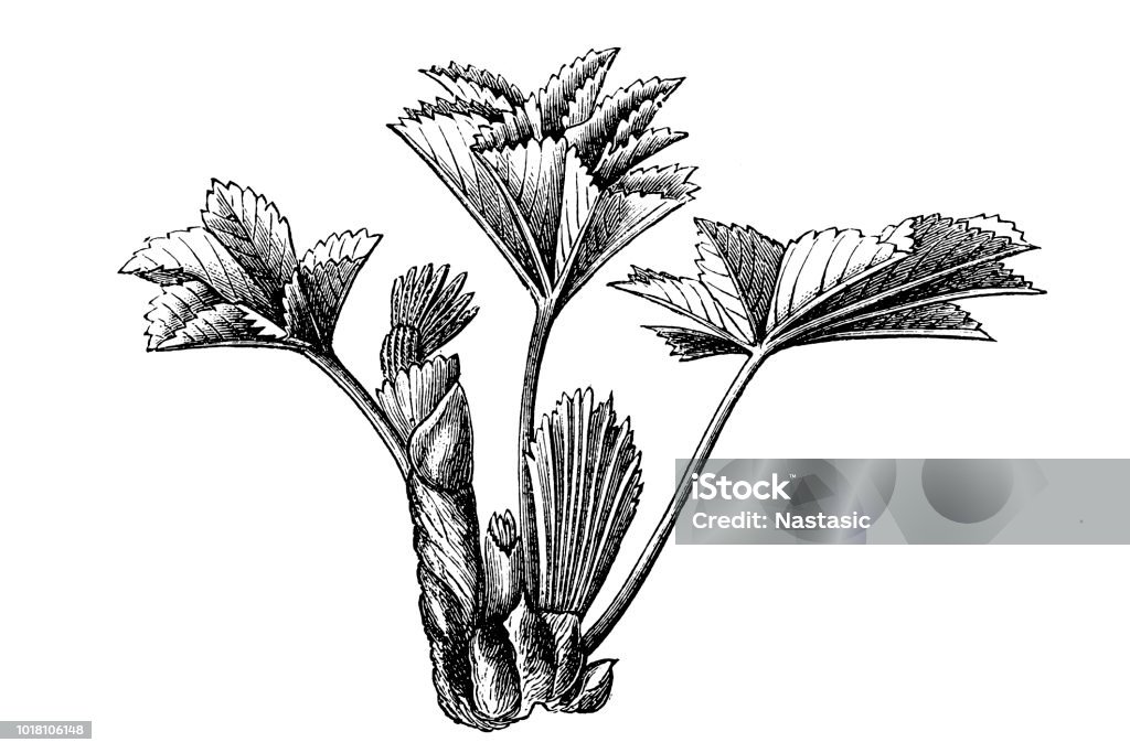 Common Ladys Mantle Stock Illustration Download Image Now Lady's