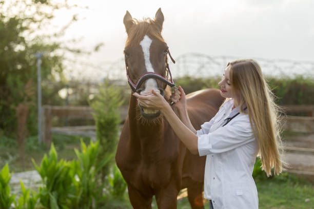 istock Female veterinerian checking horse teeth 1018106304