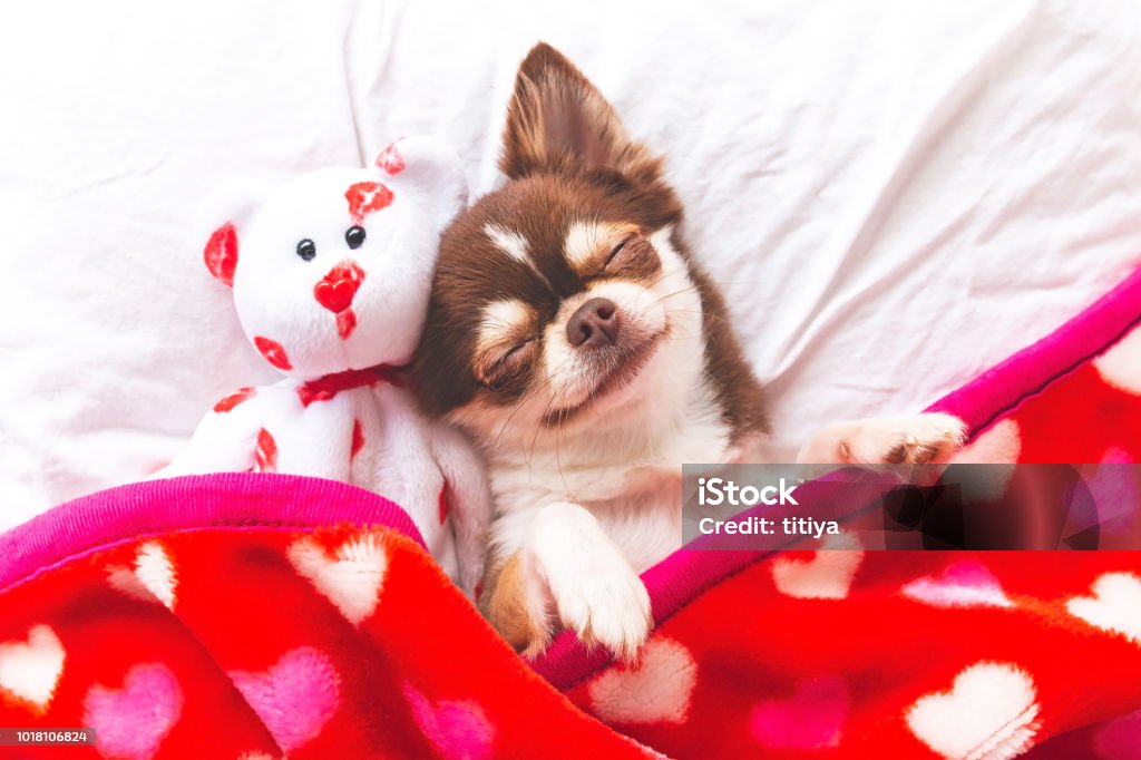 Dog sleeping Cute chihuahua puppy sleeping with teddy bear on the white bed,Vintage style Dog Stock Photo