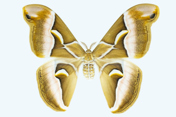 istock Specimen of ailanthus silkmoth on white background. 1018109942