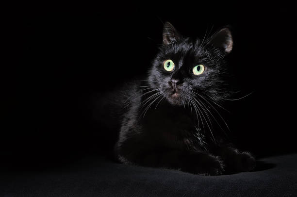 istock Portrait of a muzzle of a black cat on black 1018110234
