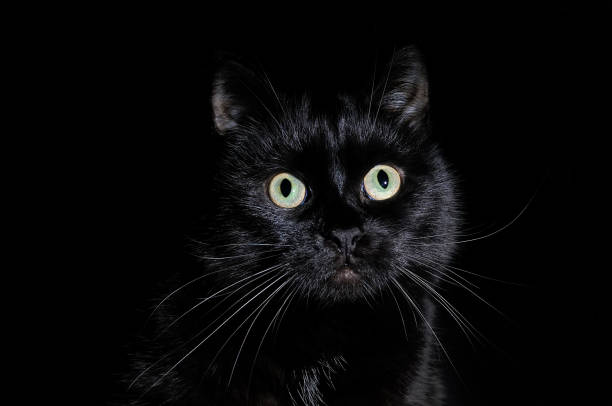 istock Portrait of a muzzle of a black cat on black 1018110264