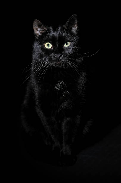 istock Beautiful young black cat on a black background 1018110340