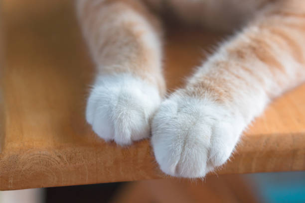 Little cat's legs look cute is on the white table.