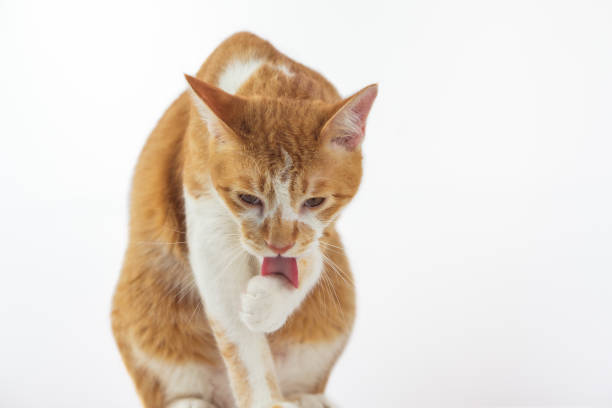 istock Cats are cleaning the body every day. 1018110774