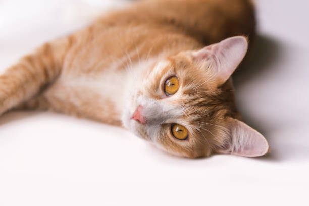 istock The cat is looking forward and looking cute. 1018110804
