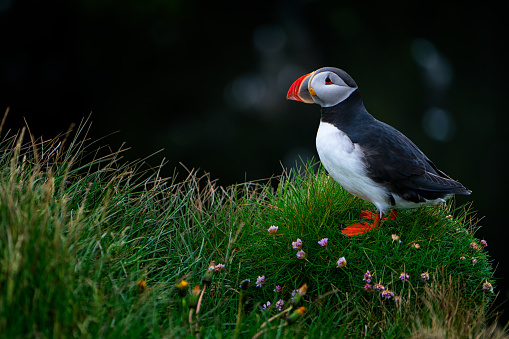 Lovely Atlantic Puffin on the rocks at latrabjarg cliff during summer, Iceland.