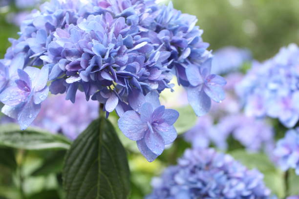 ortensia in giardino - hydrangea gardening blue ornamental garden foto e immagini stock