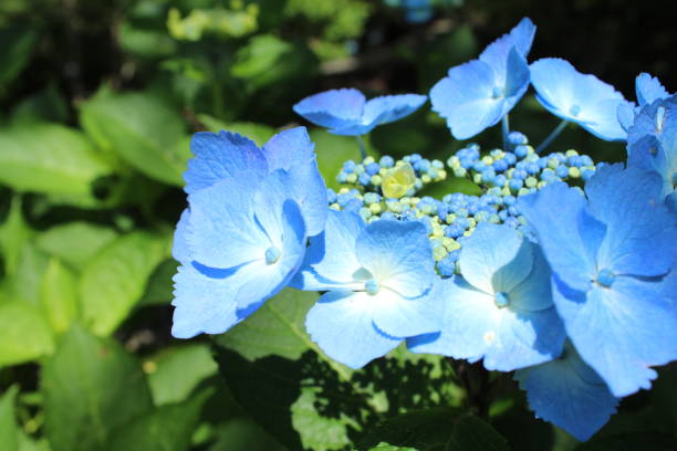 ortensia in giardino - hydrangea gardening blue ornamental garden foto e immagini stock