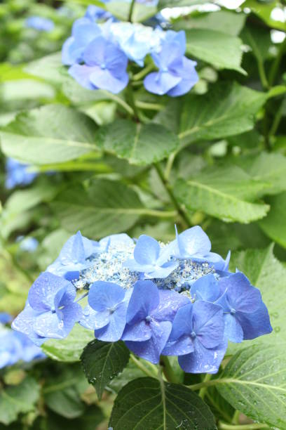ortensia in giardino - hydrangea gardening blue ornamental garden foto e immagini stock