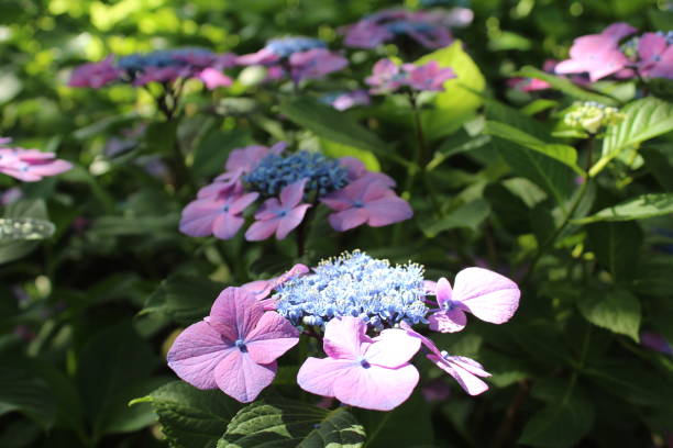 ortensia in giardino - hydrangea gardening blue ornamental garden foto e immagini stock