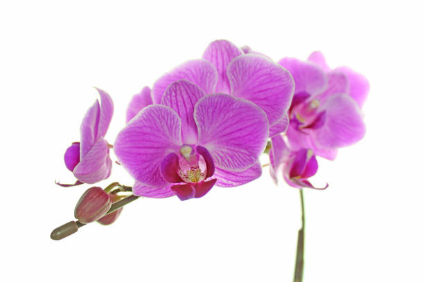 istock Pink phalaenopsis orchid 1018114350