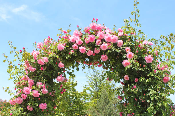 arc dans le jardin de rose - japanese culture landscape landscaped ornamental garden photos et images de collection