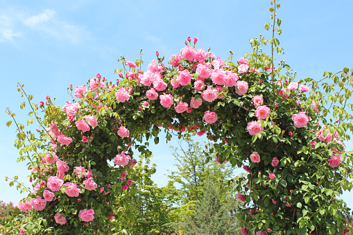 Rose arch in the garden