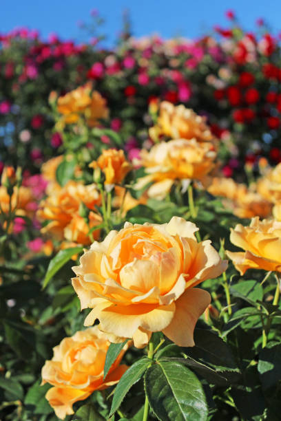 istock Colorful rose in the garden 1018114746