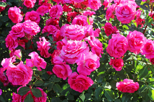 istock Colorful rose in the garden 1018115034