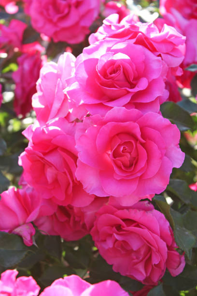 istock Colorful rose in the garden 1018115040