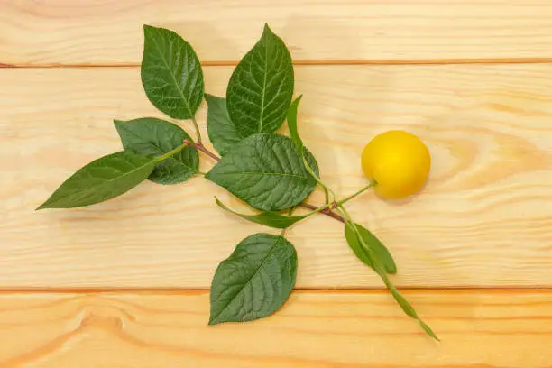 One yellow cherry-plum and small twig of cherry-plum tree on a light colored wooden surface