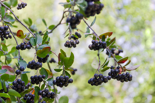 Dangling branches of the black chokeberry with ripe berries at selective focus on a blurred background