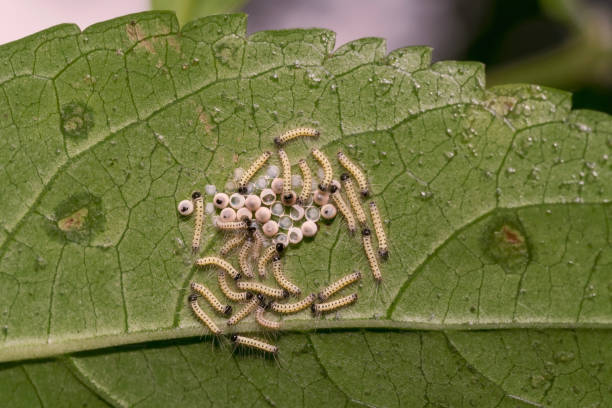 Caterpillars Emerging from Eggs A bunch of caterpillars emerging from eggs, under a leaf egg to caterpillar stock pictures, royalty-free photos & images