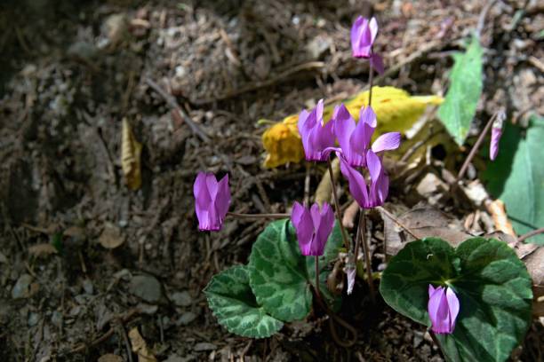 istock Wild cyclamen booming in a forest 1018130670