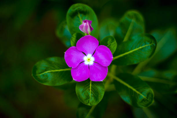 istock Catharanthus roseus,Madagascar periwinkle flower 1018131082