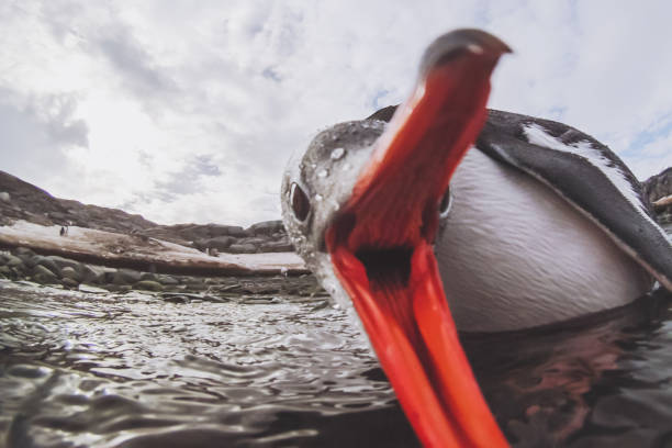 istock funny penguin biting camera, cute animal angry bird 1018134334
