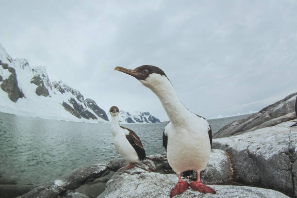istock cormorant antarctic shag in Antarctica 1018134608