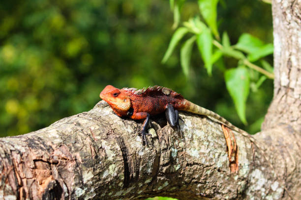 istock Chameleon, Ella - Little Adams Peak, Sri Lanka 1018134794