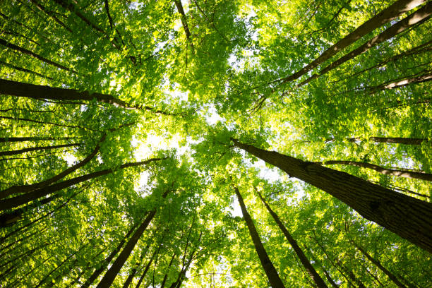 istock Bottom view of tall old trees 1018135494