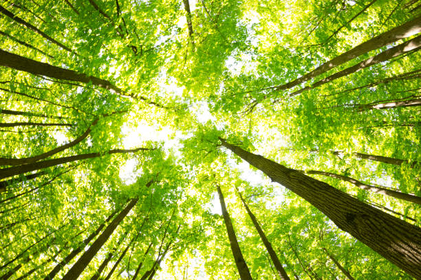 istock Bottom view of tall old trees 1018136408