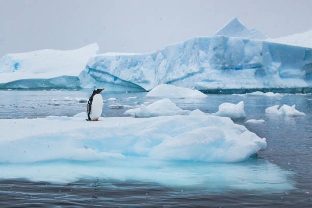 istock penguin on iceberg in Antarctica,  wildlife nature 1018137834