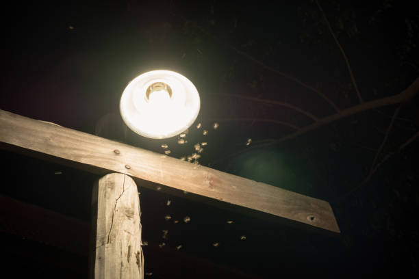 istock Flock of Termite flying around lamp lighting at house 1018138084