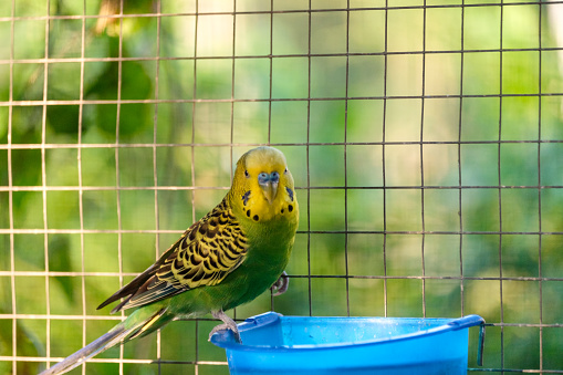 Green budgie parrot standing on feed tray in cage
