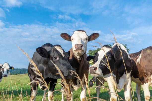 istock Curious cows stretching head to the camera 1018138298